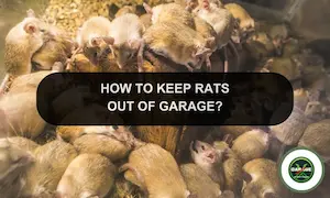How To Get Rid Of Rats In Garage: Keep Rats Out Of Your Garage