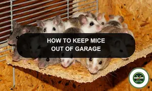 How To Get Rid Of Mice In Garage: Remove Mice in Your Garage