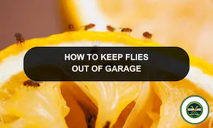 How To Get Rid Of Flies In Garage: Kill Flies In My Garage