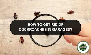 How To Get Rid Of Cockroaches In Garage: Get Rid Of Roaches Fast