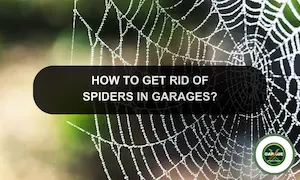 Get Rid Of Garage Spiders: Keep Spiders Out Of Your Garage