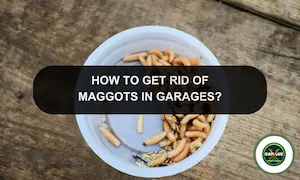 How To Control And Get Rid of Maggots In Garage