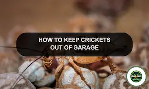 How To Get Rid Of Crickets In Your Garage: Keep Crickets Out Of Your Garage