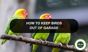 How To Get Birds Out Of Garage: Get A Bird Out Of Your Garage