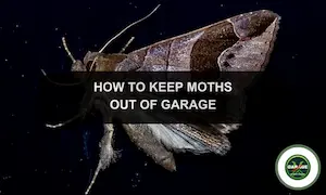 How To Get Rid Of Moths In Garage: Remove Moths In Your Garage