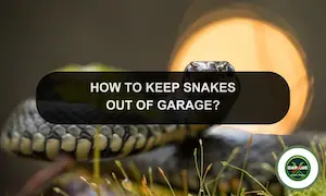 How To Keep Snakes Out Of Garage? Get Rid Of Snakes Inside Your Garage
